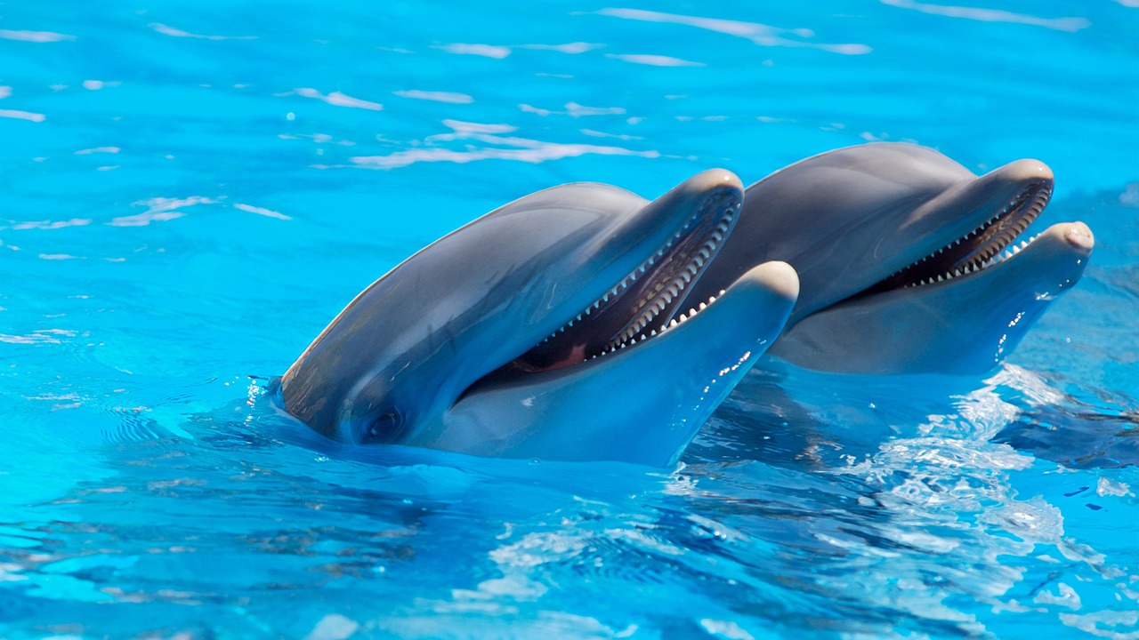 Dolfijnen tour op Tenerife